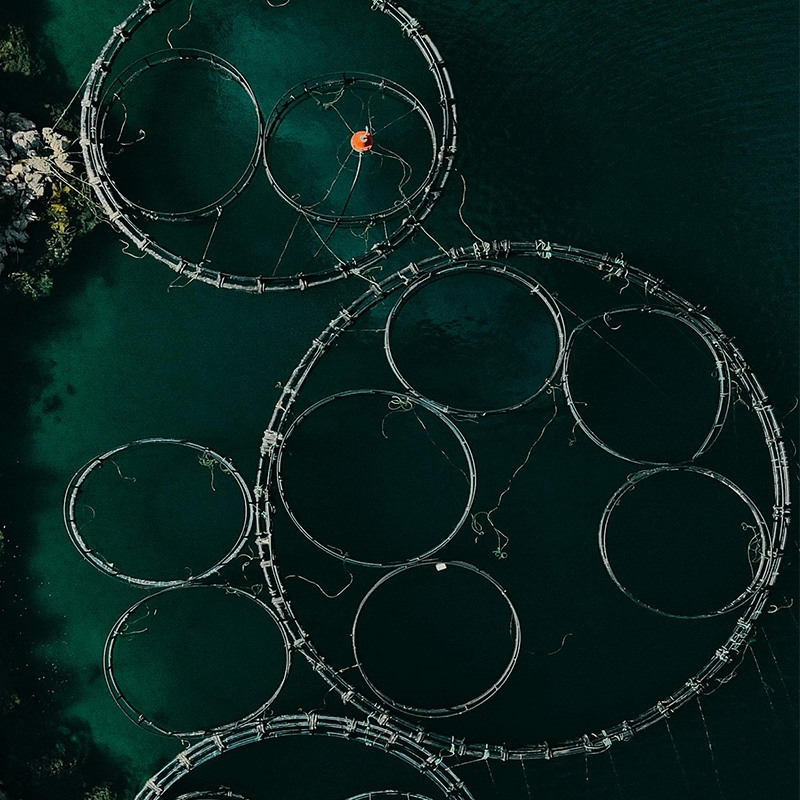 Shrimp and crab farming
